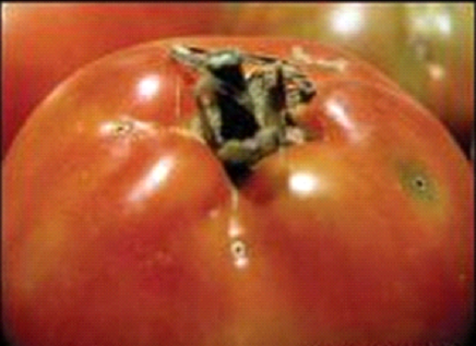 Пошкодження на плодах томатів Van Waddill, Університет Флориди